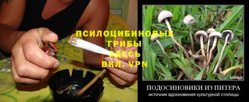 Псилоцибиновые грибы Psilocybe  как найти закладки  Пыталово 